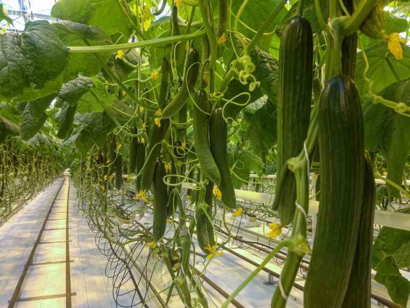 Cucumbers