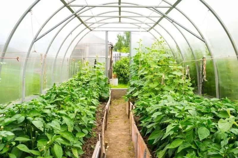 M&M Group Farm