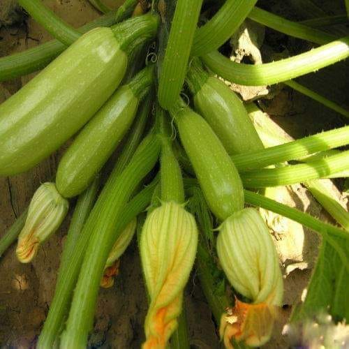 Zucchini