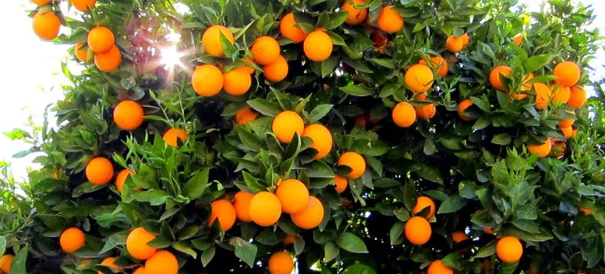 Citrus